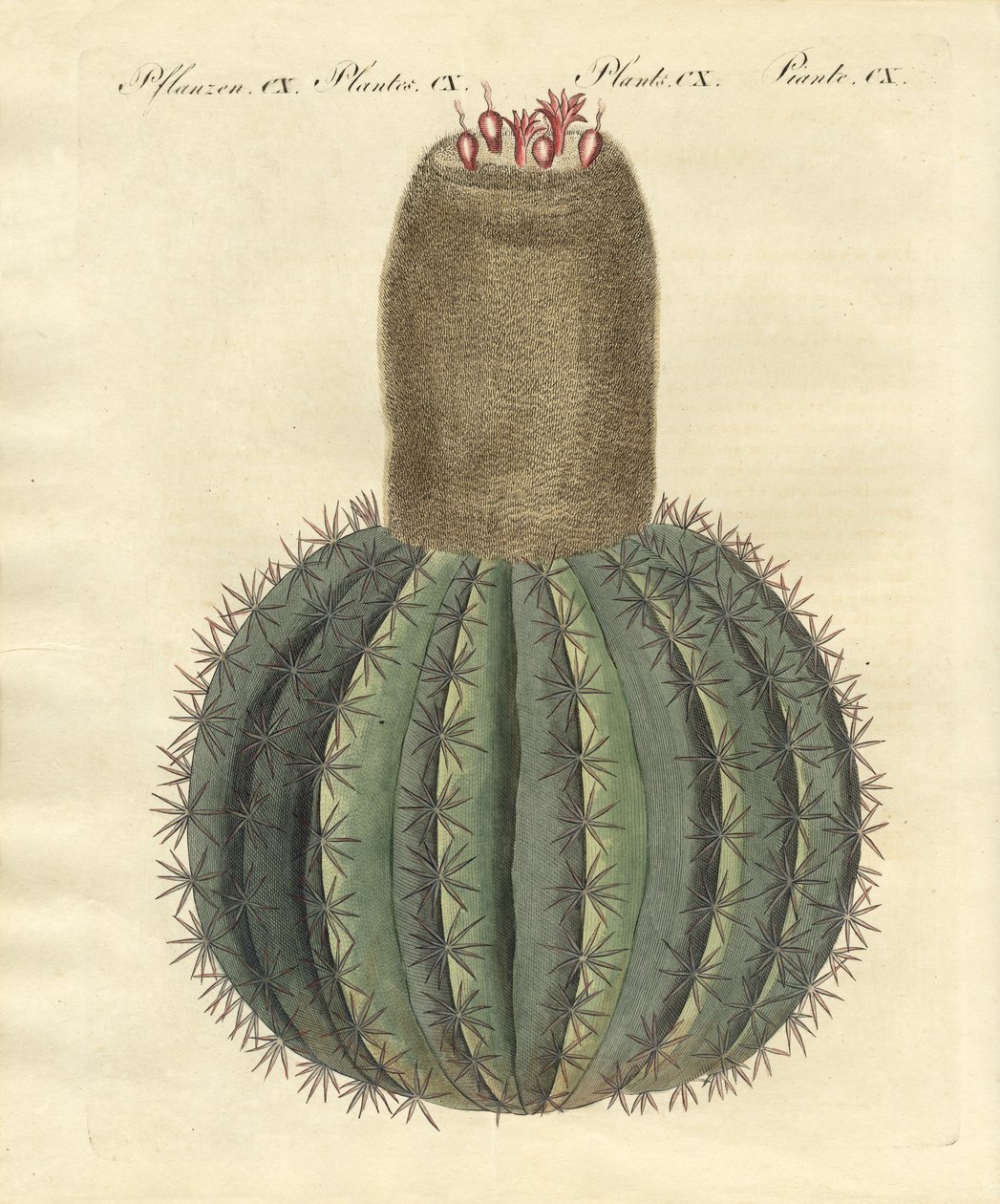 Türkenbundkaktus von German School