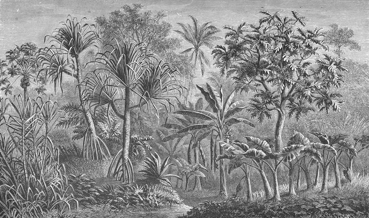 Vegetation in Indien von German School