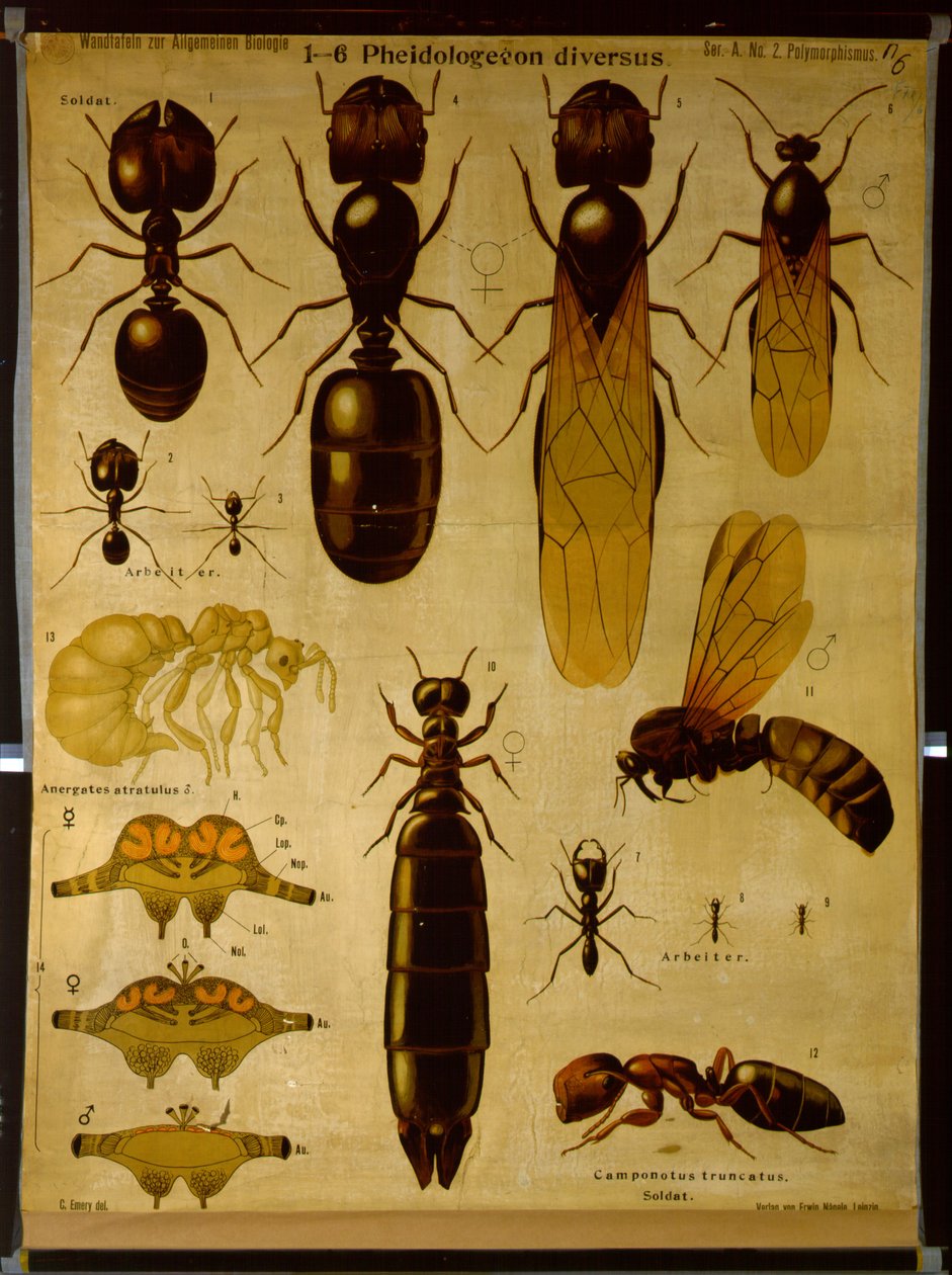 Wandtafel, die Formicidae darstellt von German School