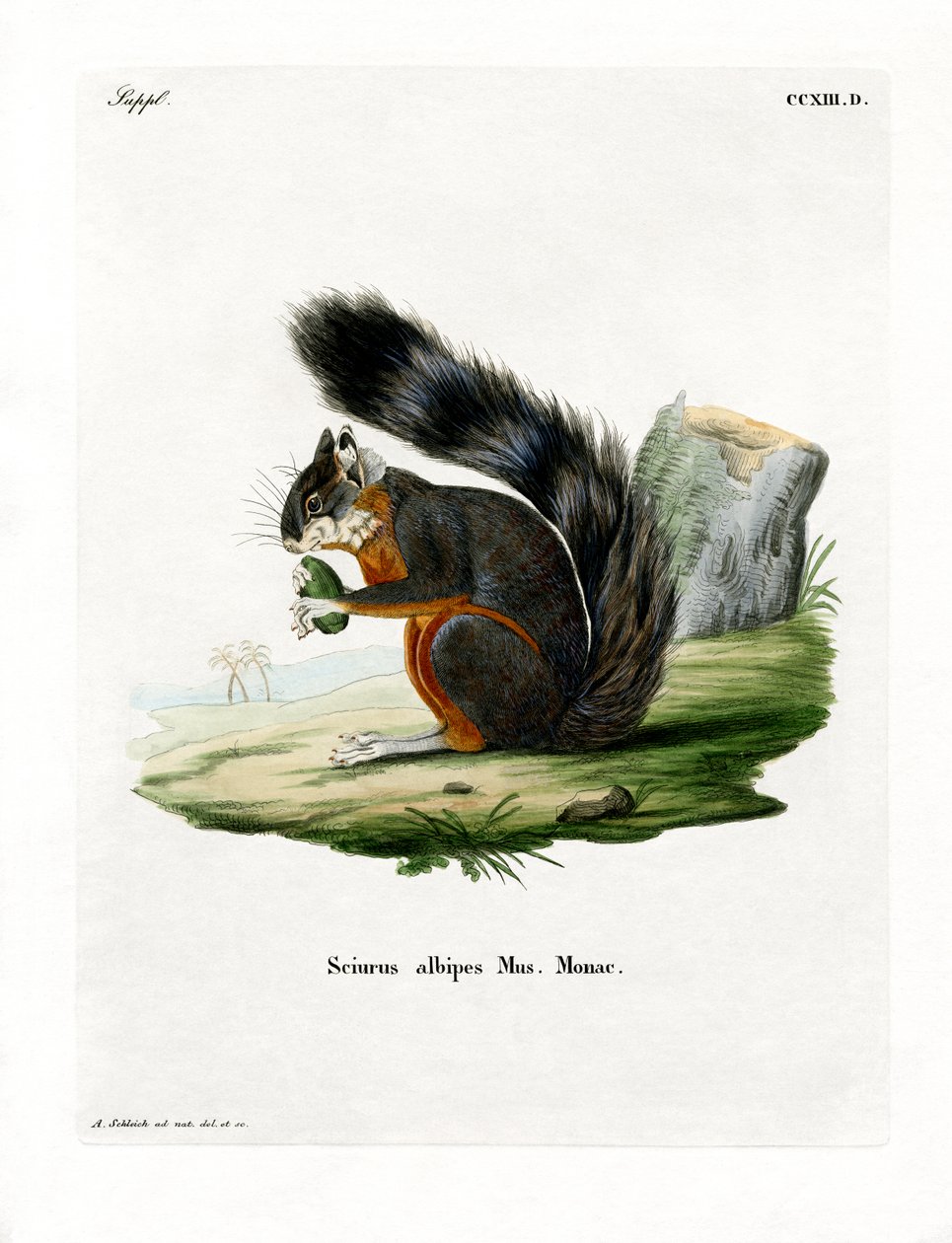 Weißbein-Eichhörnchen von German School