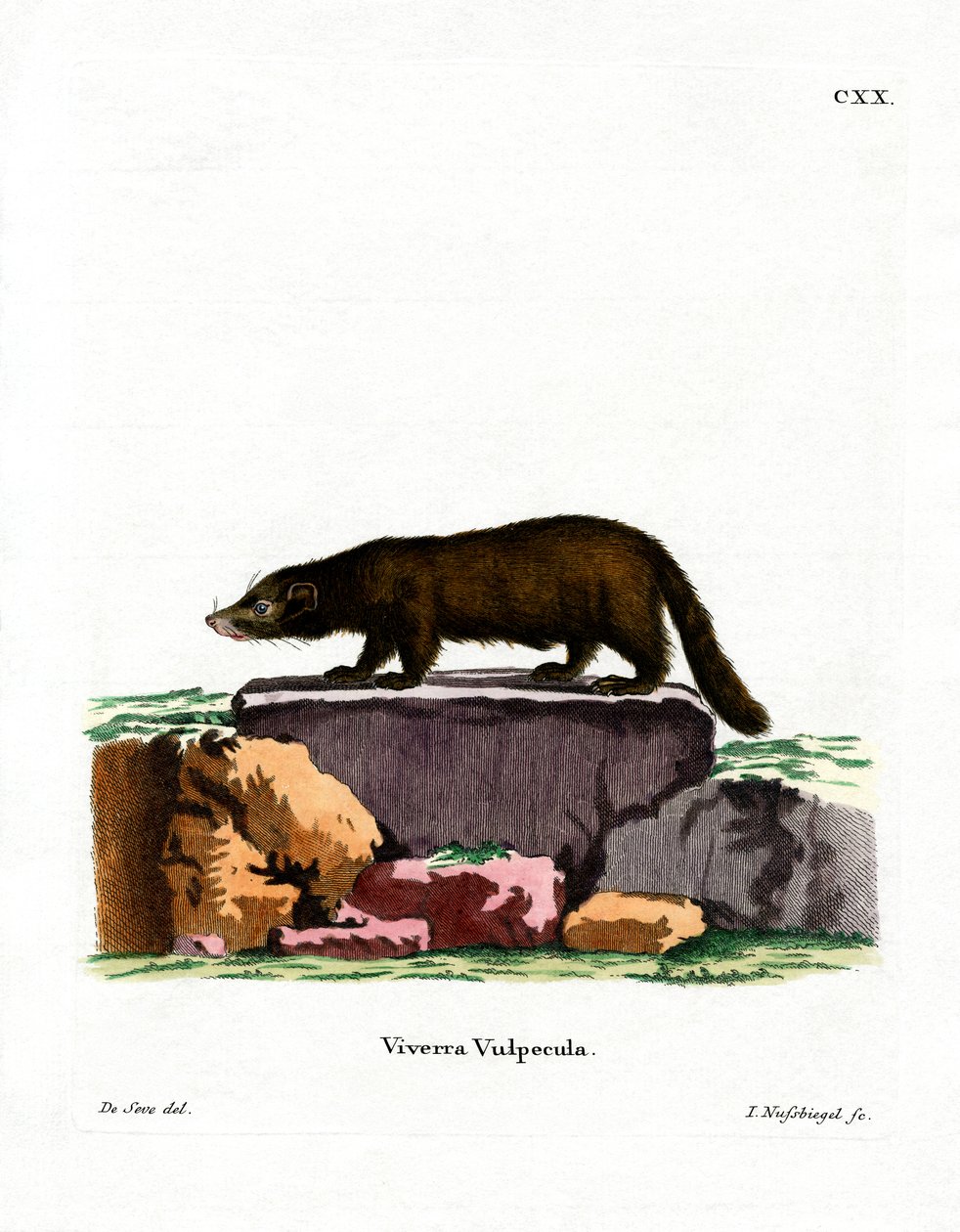 Weißnasen-Nasenbär von German School