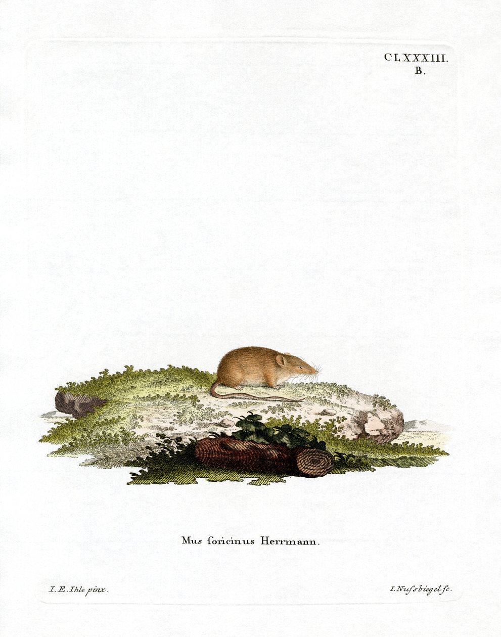 Weißzahnspitzmaus von German School