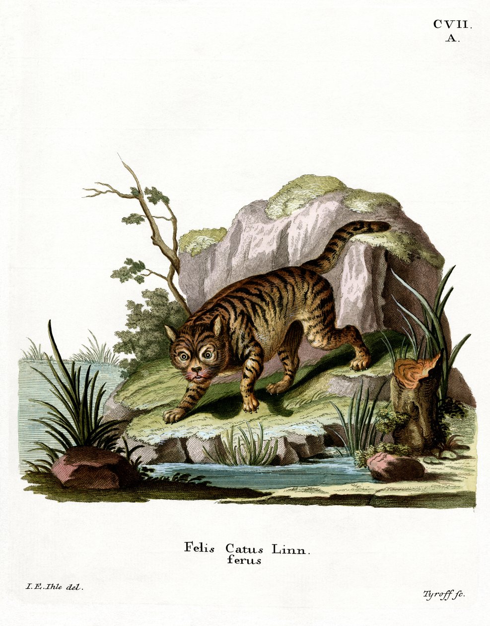 Wildkatze von German School