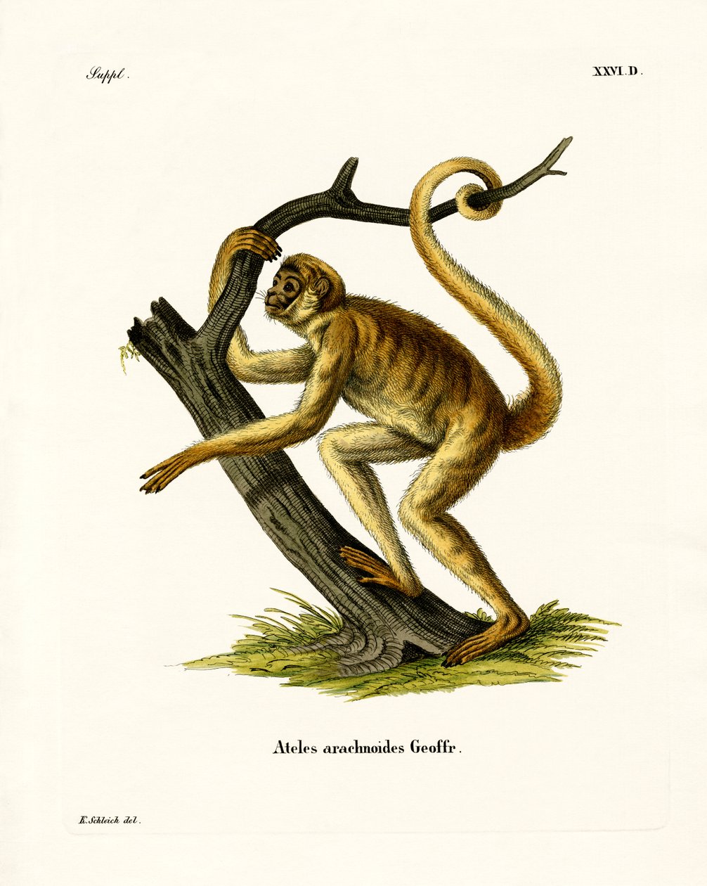 Wolliger Spinnenaffe von German School