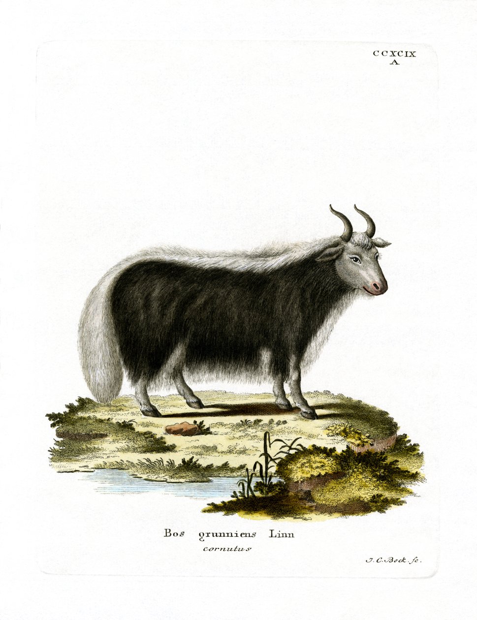 Yak von German School