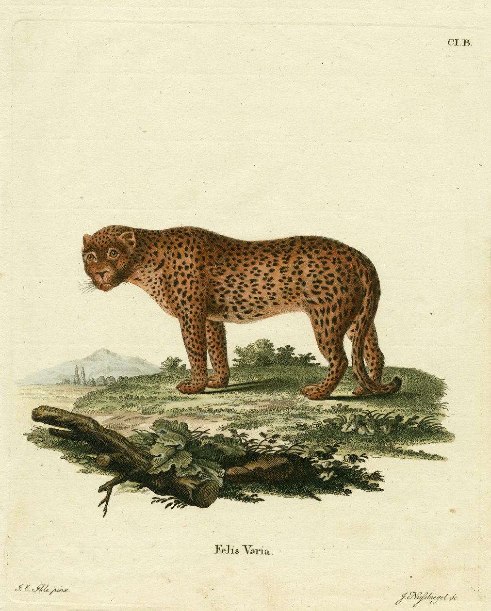 Panther von German School