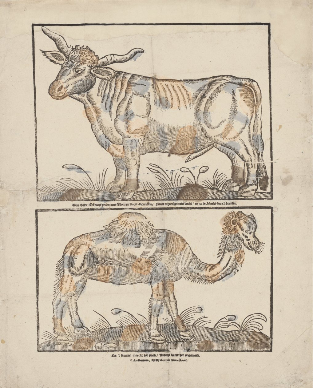Ochse und Kamel von Gijsbert de Groot Keur