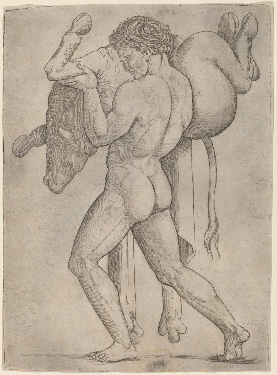 Herkules und der kretische Stier von Giovanni Antonio da Brescia