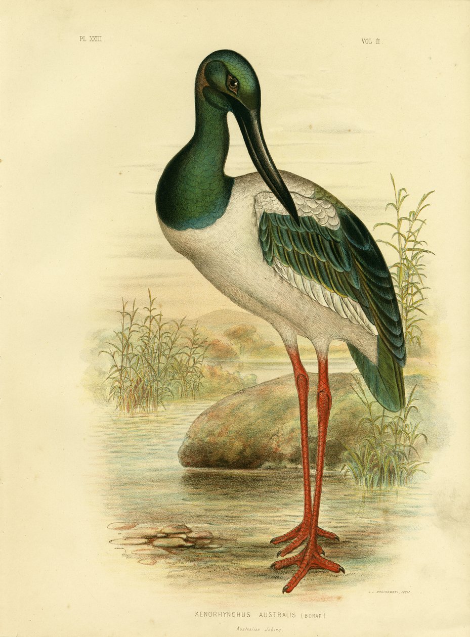 Australischer Jabiru oder Schwarzhalstorch, 1891 von Gracius Broinowski