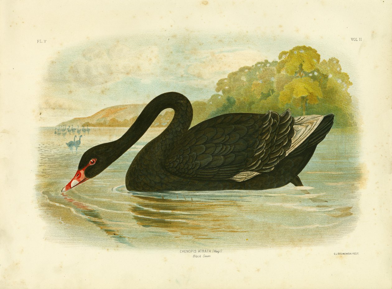 Schwarzer Schwan, 1891 von Gracius Broinowski
