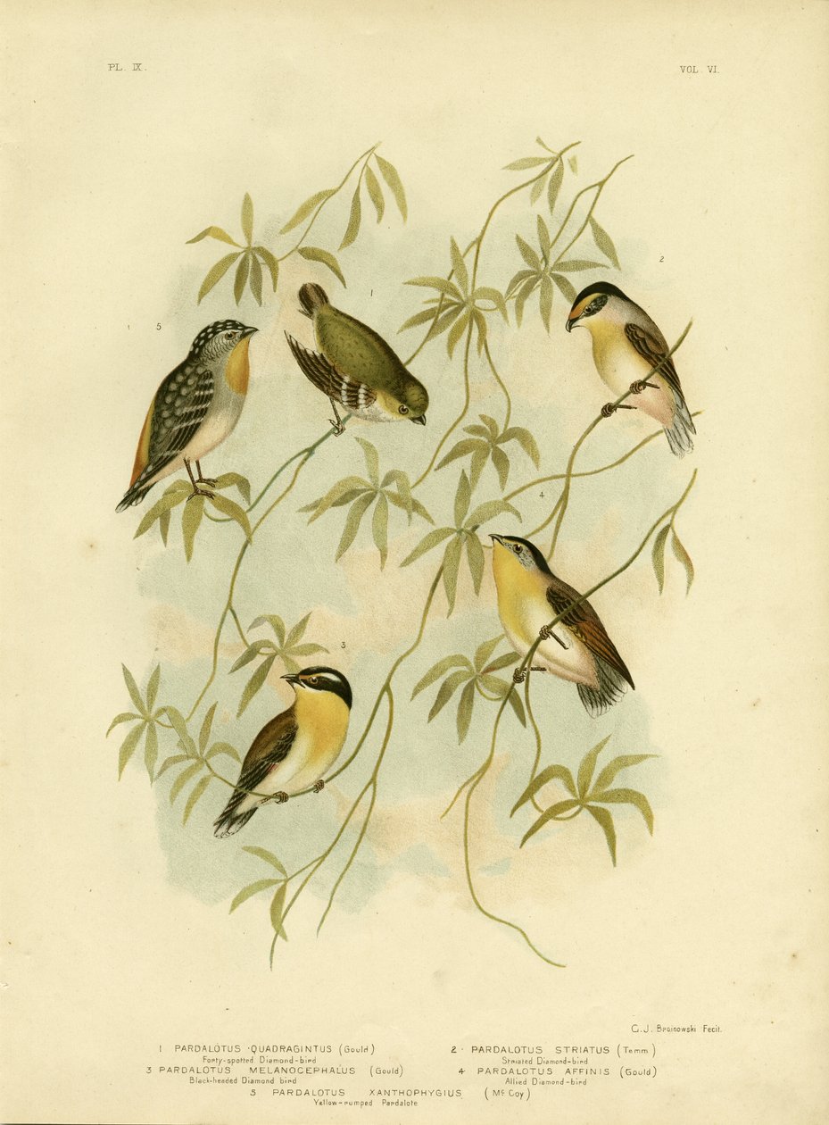 Vierzig-Fleck-Diamantvogel oder Vierzig-Fleck-Pardalote, 1891 von Gracius Broinowski