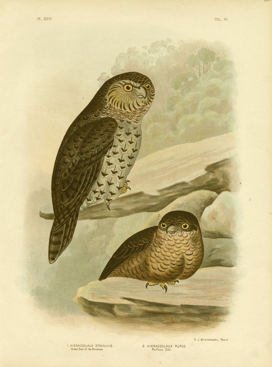 Große Eule der Pinsel oder Mächtige Eule, 1891 von Gracius Broinowski