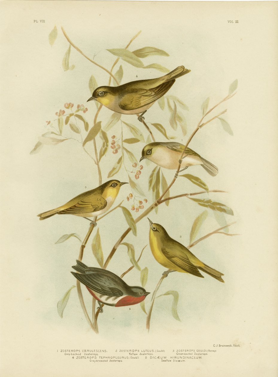 Graurücken-Zosterops, 1891 von Gracius Broinowski