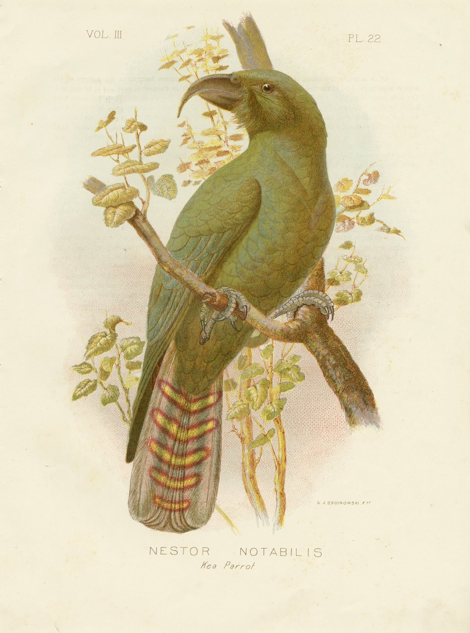 Kea, 1891 von Gracius Broinowski