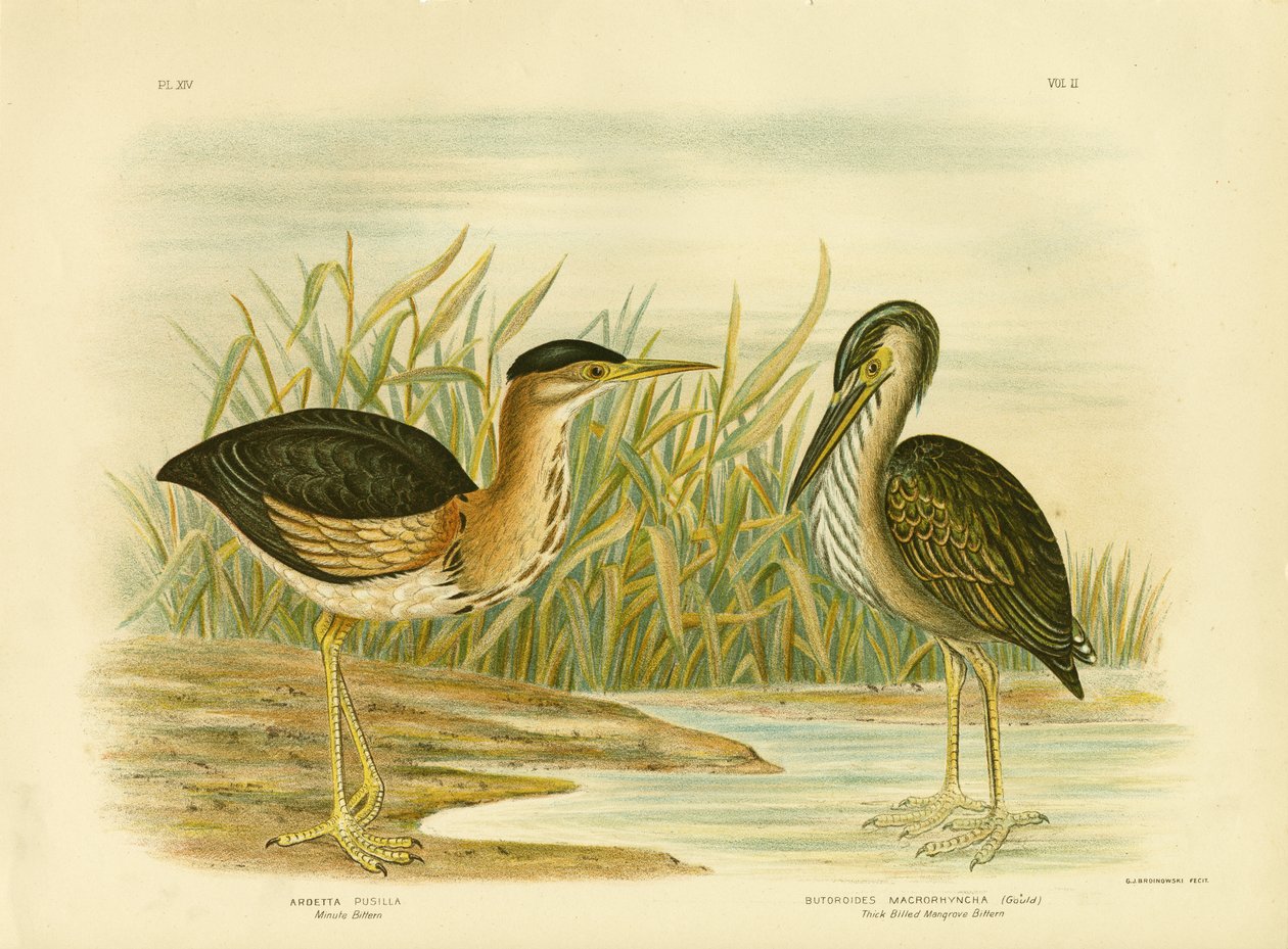 Minute Bittern, 1891 von Gracius Broinowski