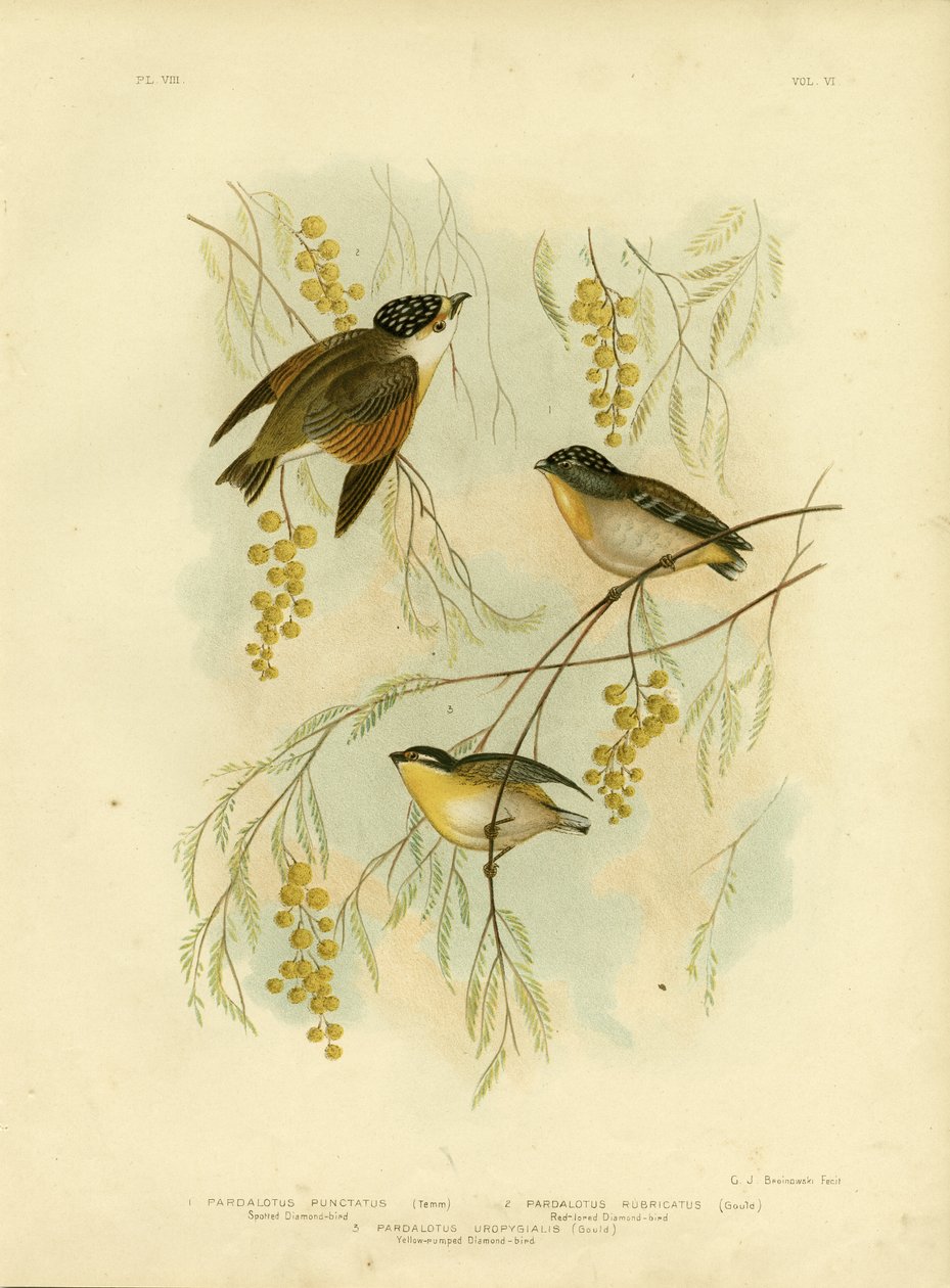 Gefleckter Diamantvogel oder Gefleckter Pardalote, 1891 von Gracius Broinowski