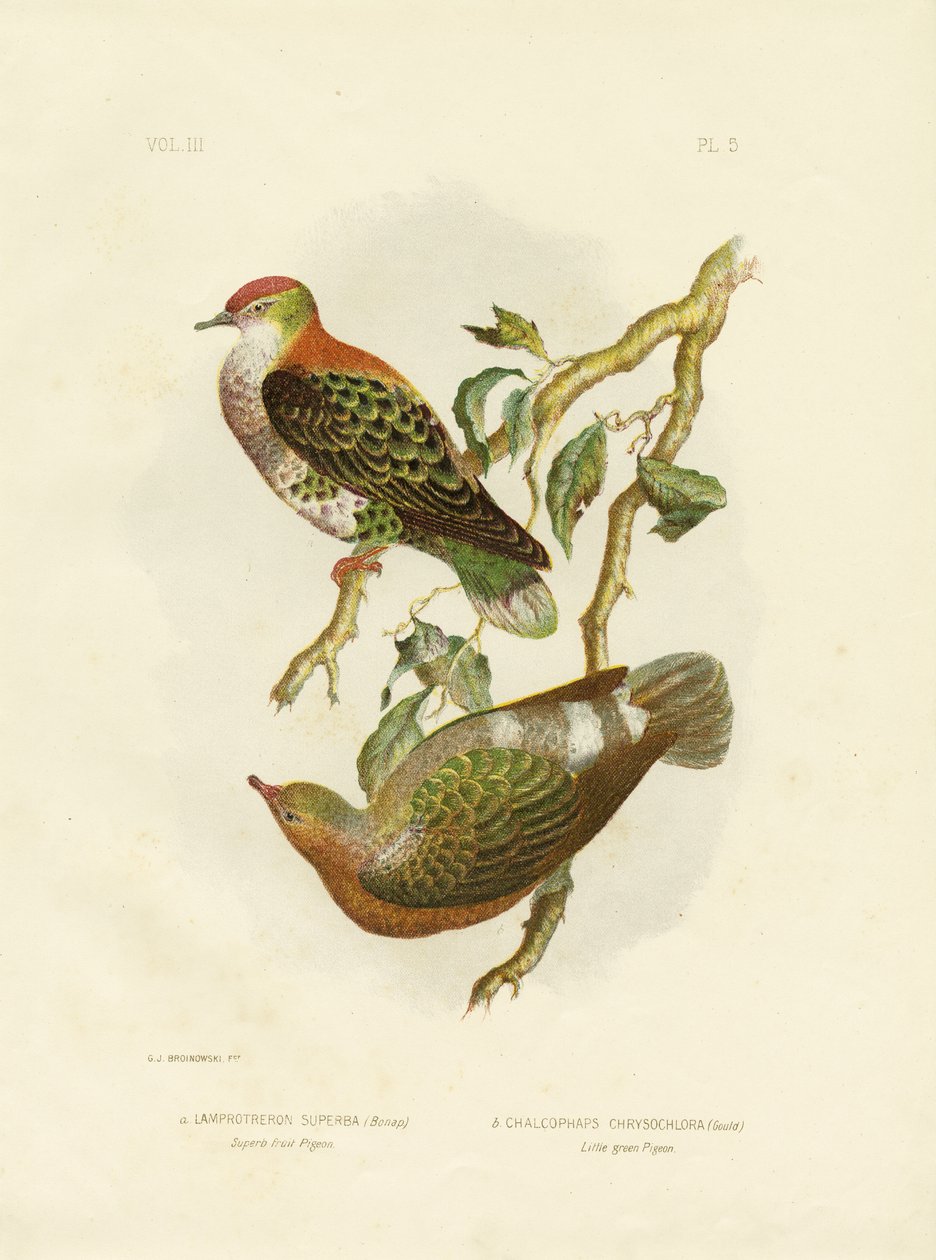 Prachtfruchttaube, 1891 von Gracius Broinowski
