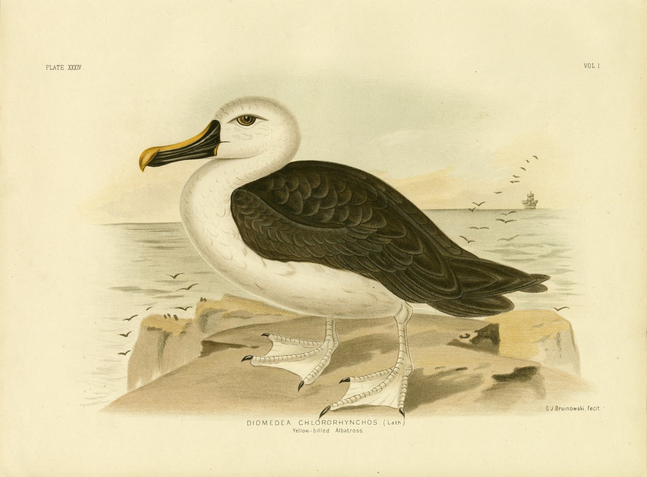 Gelbschnabelalbatros, 1891 von Gracius Broinowski