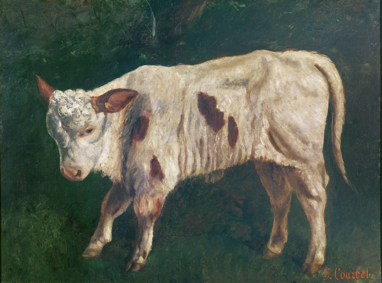 Ein Kalb von Gustave Courbet