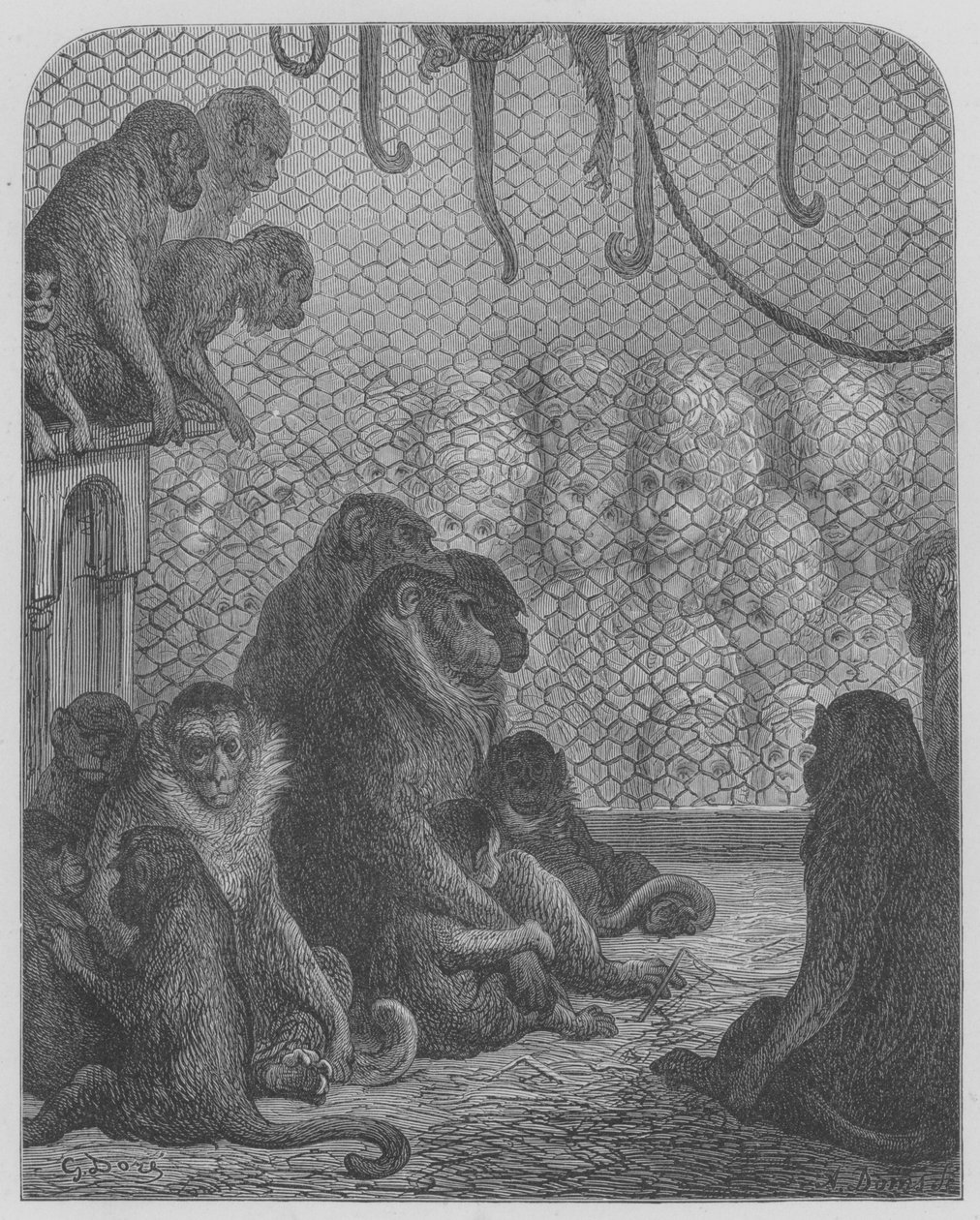 Zoologischer Garten, Die Affen von Gustave after Dore