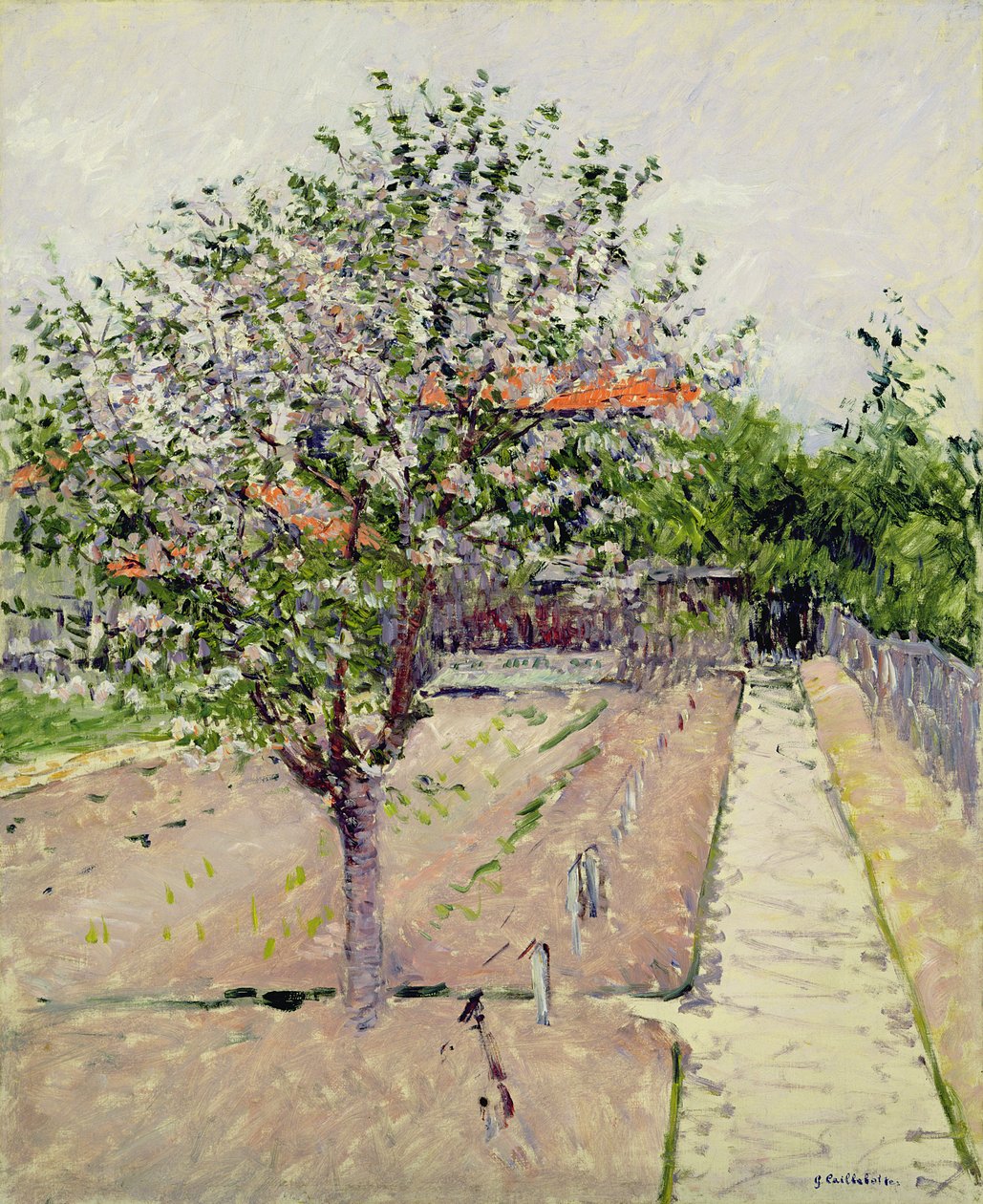 Apfelbaum in Blüte, ca. 1885 von Gustave Caillebotte