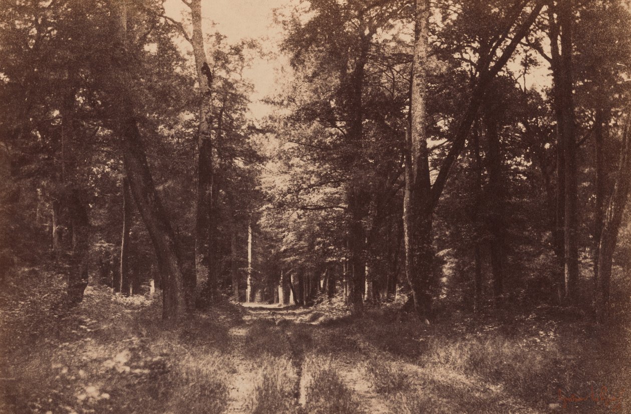Bas-Breau, Wald von Fontainebleau, 1852 von Gustave Le Gray