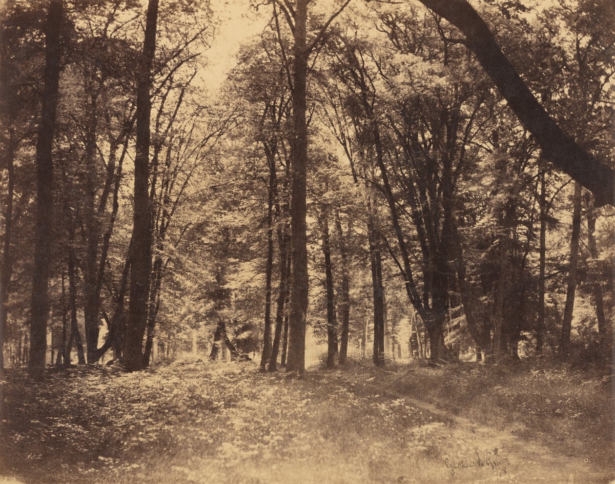 Waldszene von Gustave Le Gray
