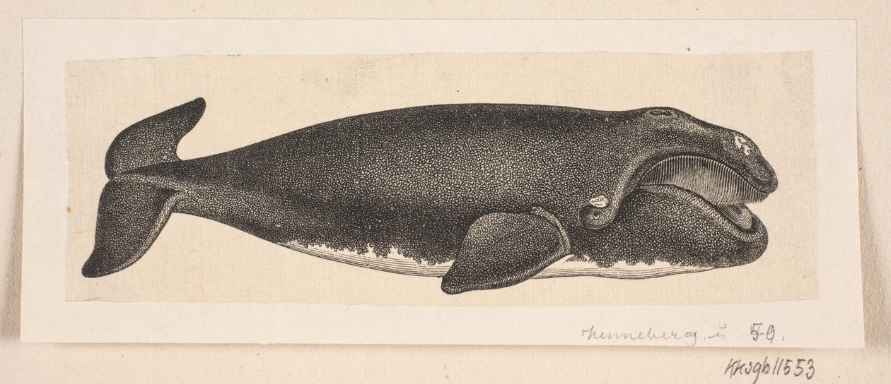 Ein Wal von H. C. Henneberg