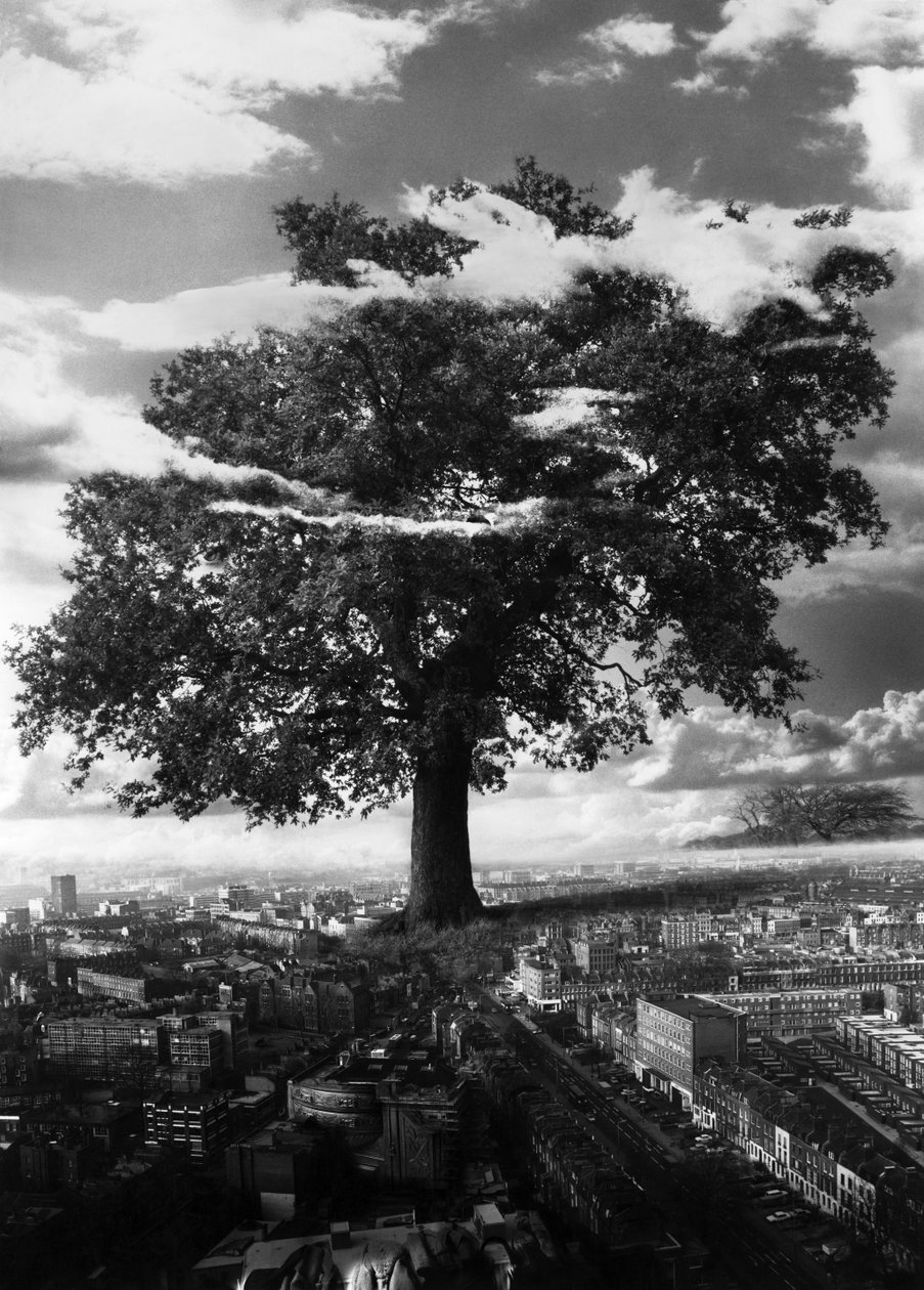 Der Baum in Islington von Hag Hag