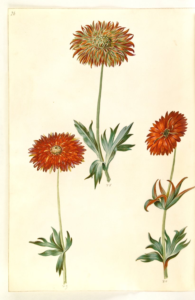Anemone ×fulgens (glänzende Anemone) von Hans Simon Holtzbecker
