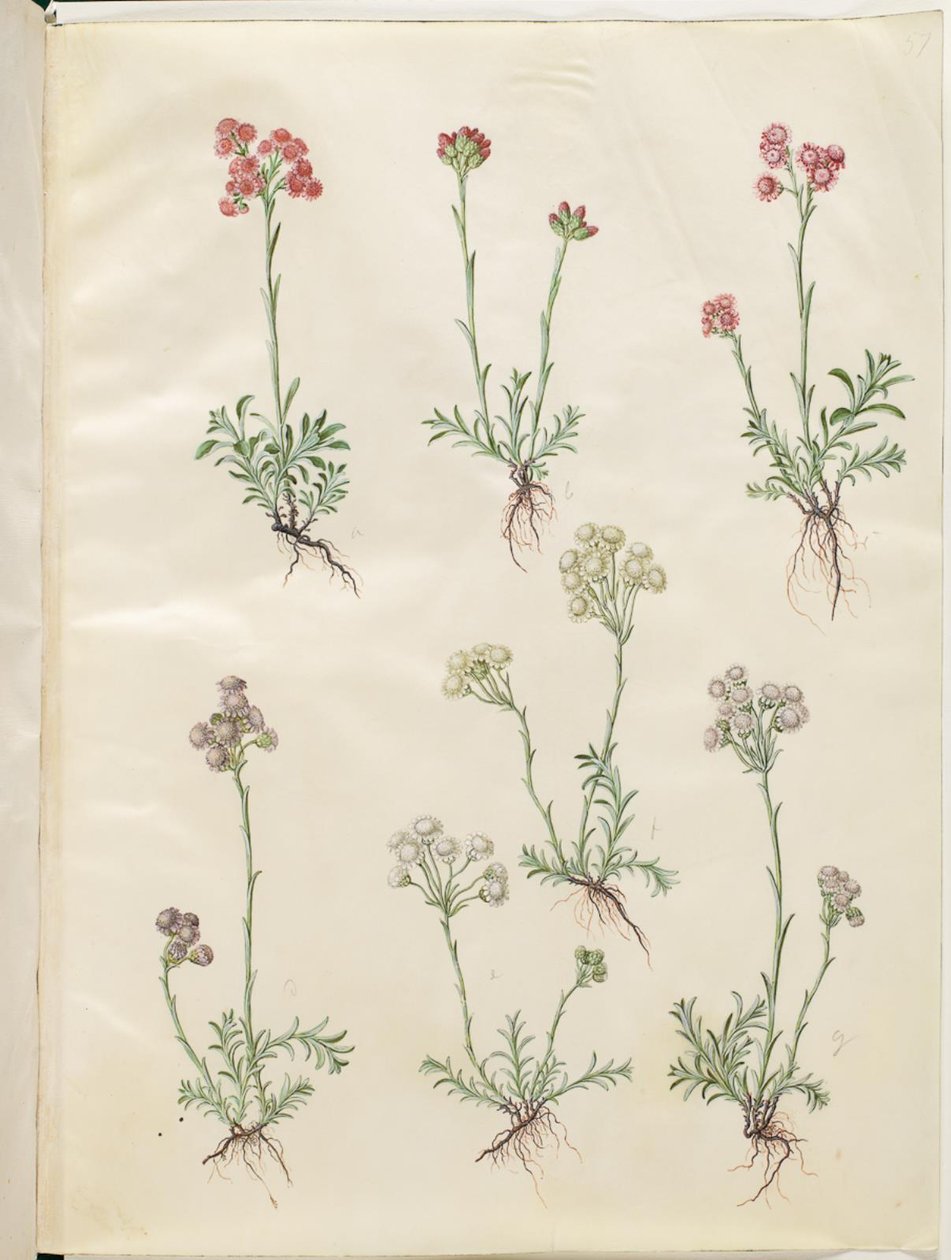 Antennaria dioica (Gewöhnliches Katzenpfötchen) von Hans Simon Holtzbecker