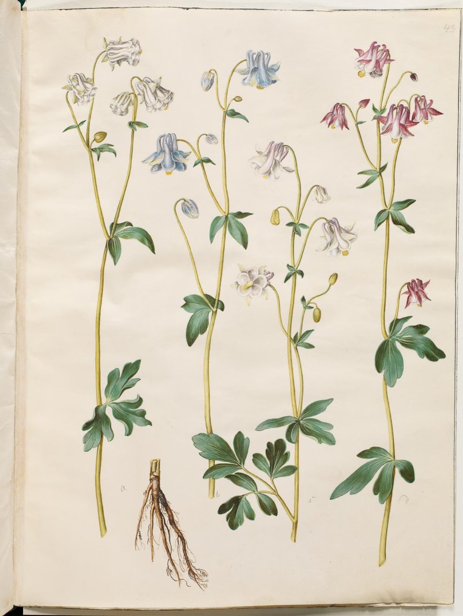 Aquilegia vulgaris (Gewöhnliche Akelei) von Hans Simon Holtzbecker