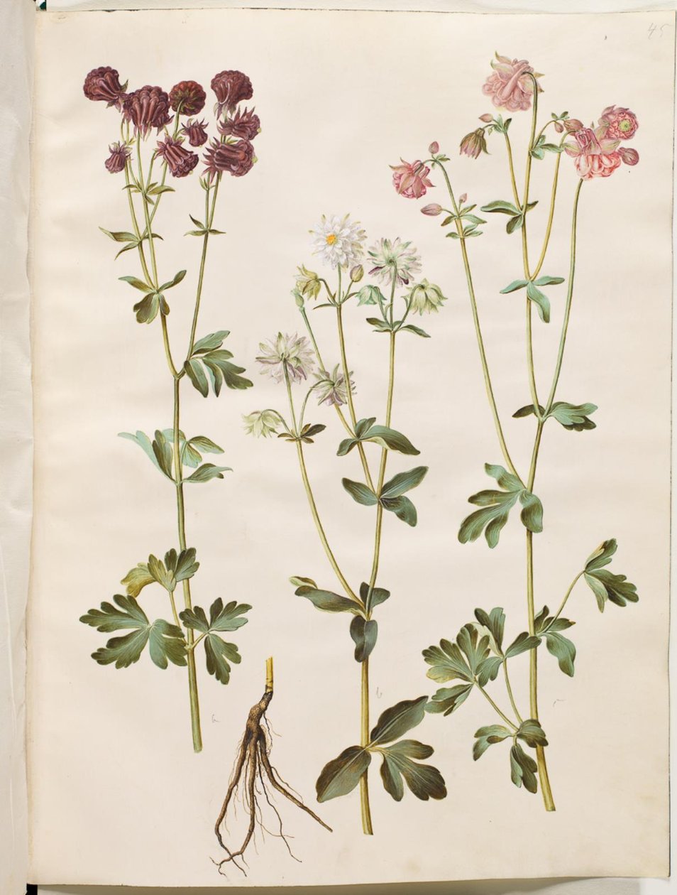 Aquilegia vulgaris (Gemeine Akelei) von Hans Simon Holtzbecker