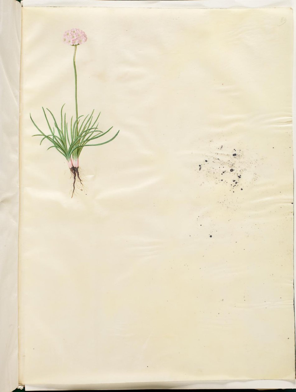 Armeria maritima (Gewöhnliches Grasnelken) von Hans Simon Holtzbecker