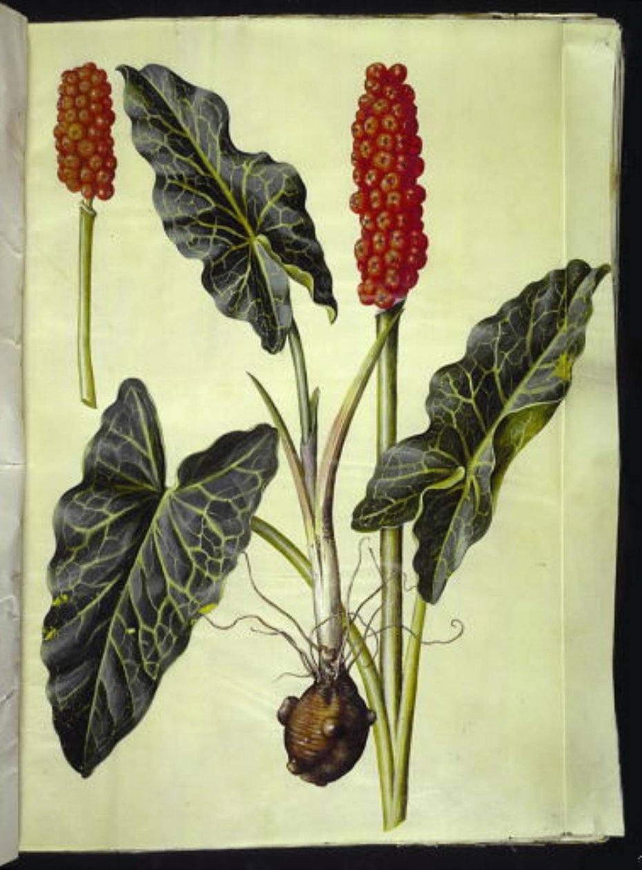 Arum italicum (italienischer Aronstab) von Hans Simon Holtzbecker