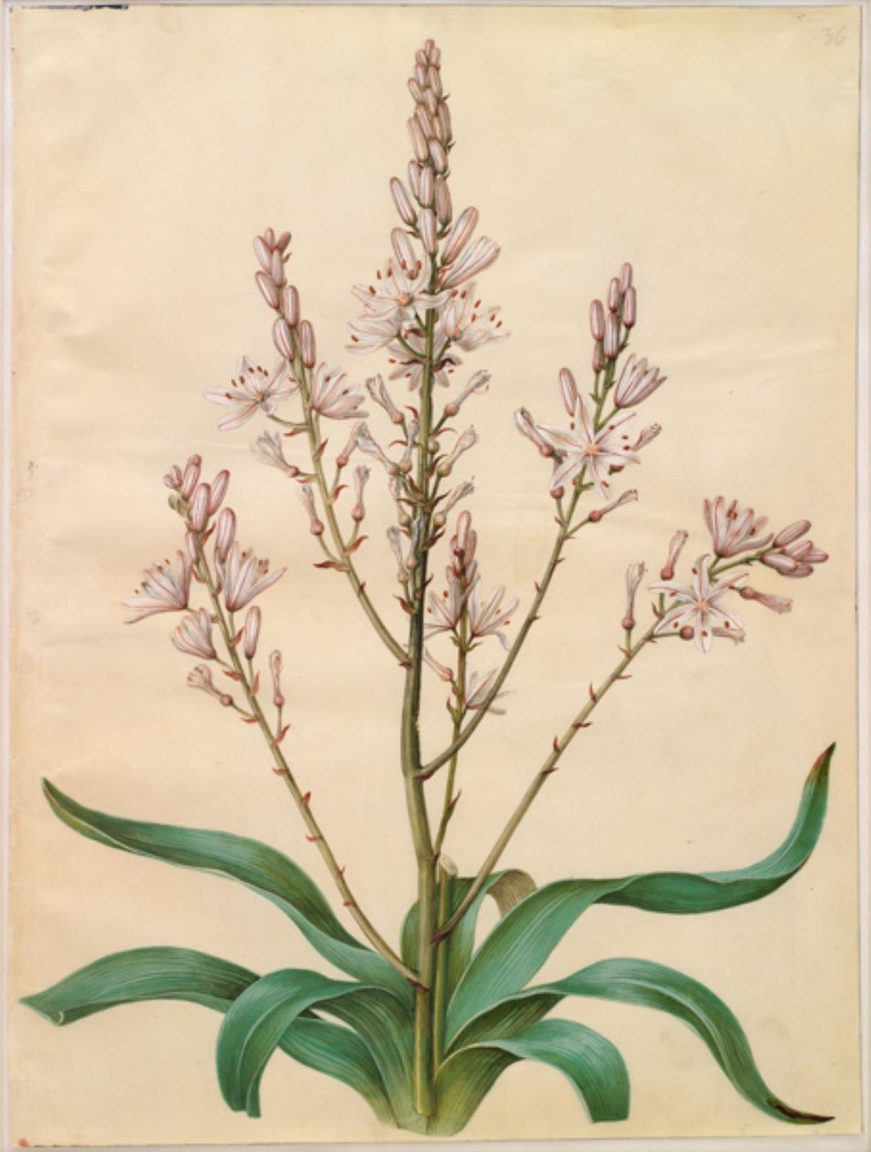 Asphodelus ramosus (verzweigter Affodil) von Hans Simon Holtzbecker