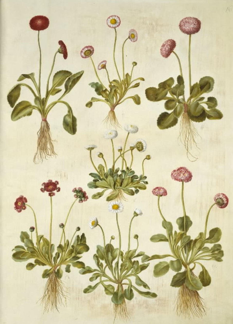 Bellis perennis (Gänseblümchen) von Hans Simon Holtzbecker