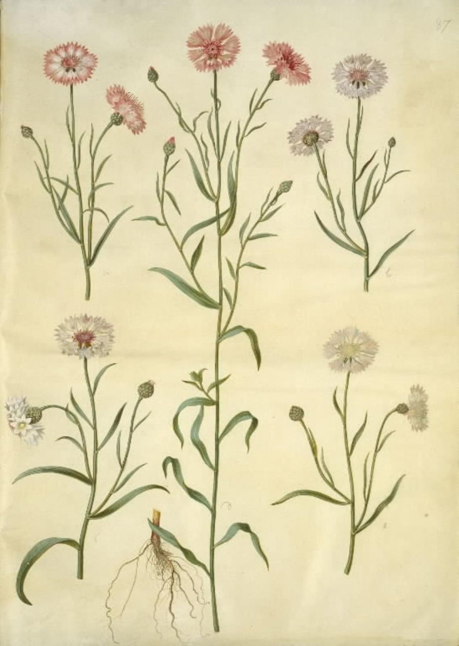 Kornblume (Centaurea cyanus) von Hans Simon Holtzbecker