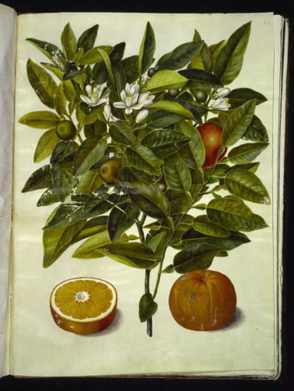 Citrus sinensis (Orange) von Hans Simon Holtzbecker