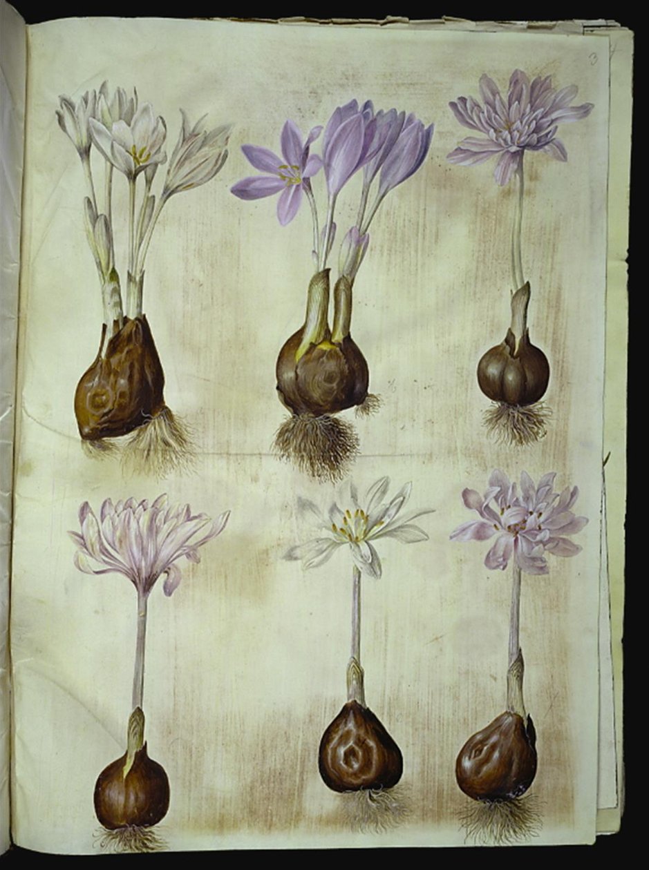 Colchicum autumnale (Herbstzeitlose) von Hans Simon Holtzbecker