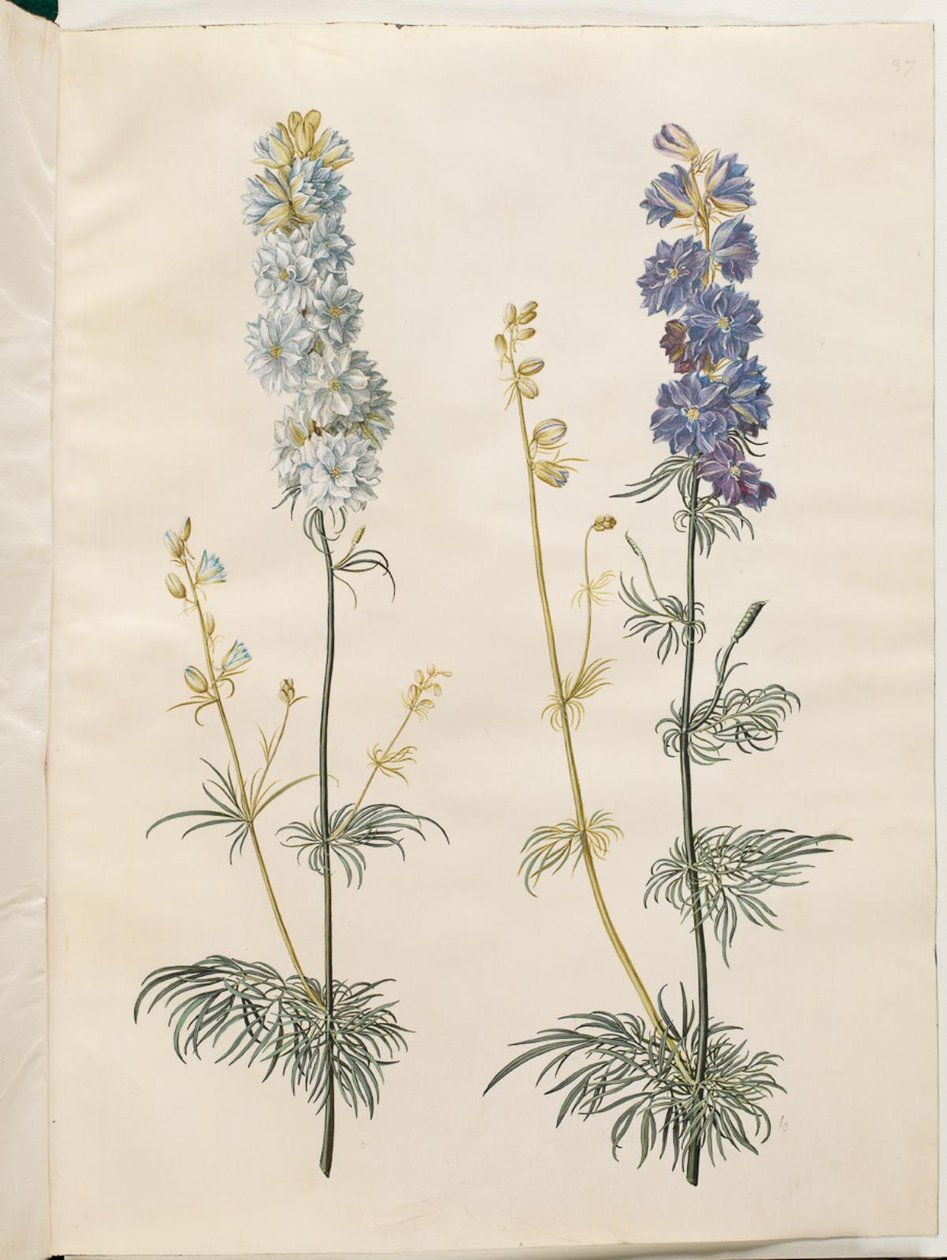 Consolida ajacis (Garten-Rittersporn) von Hans Simon Holtzbecker