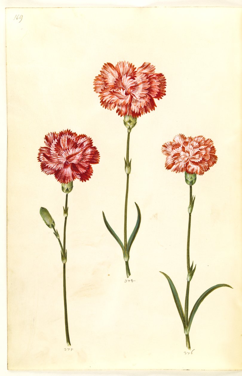 Dianthus caryophyllus (Nelke) von Hans Simon Holtzbecker