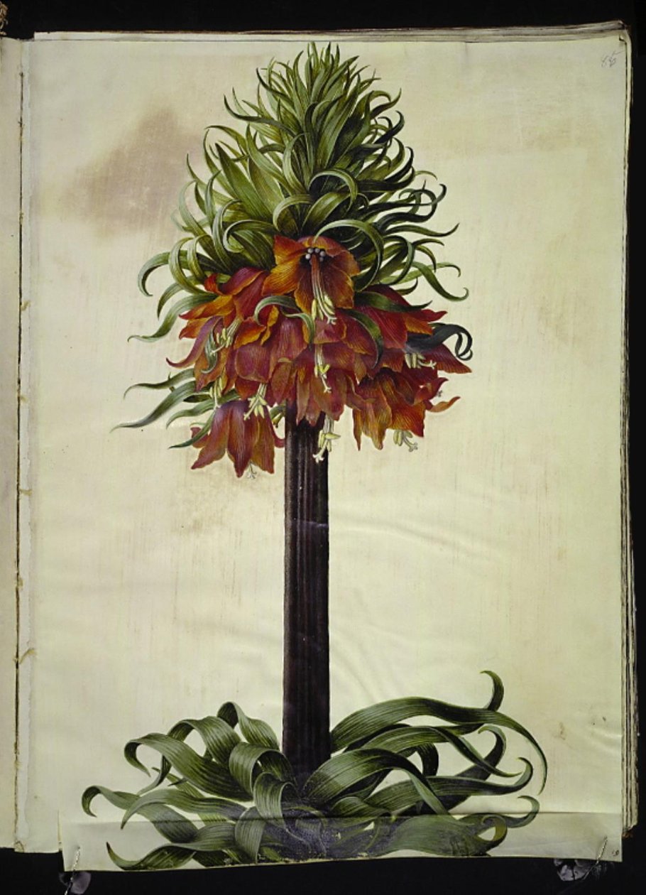 Fritillaria imperialis (Kaiserkronen) von Hans Simon Holtzbecker