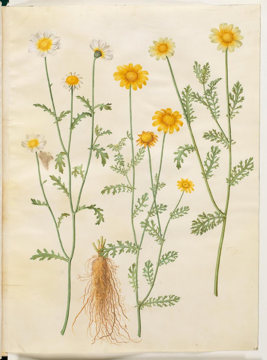 Glebionis coronaria (Krönungskamille) von Hans Simon Holtzbecker