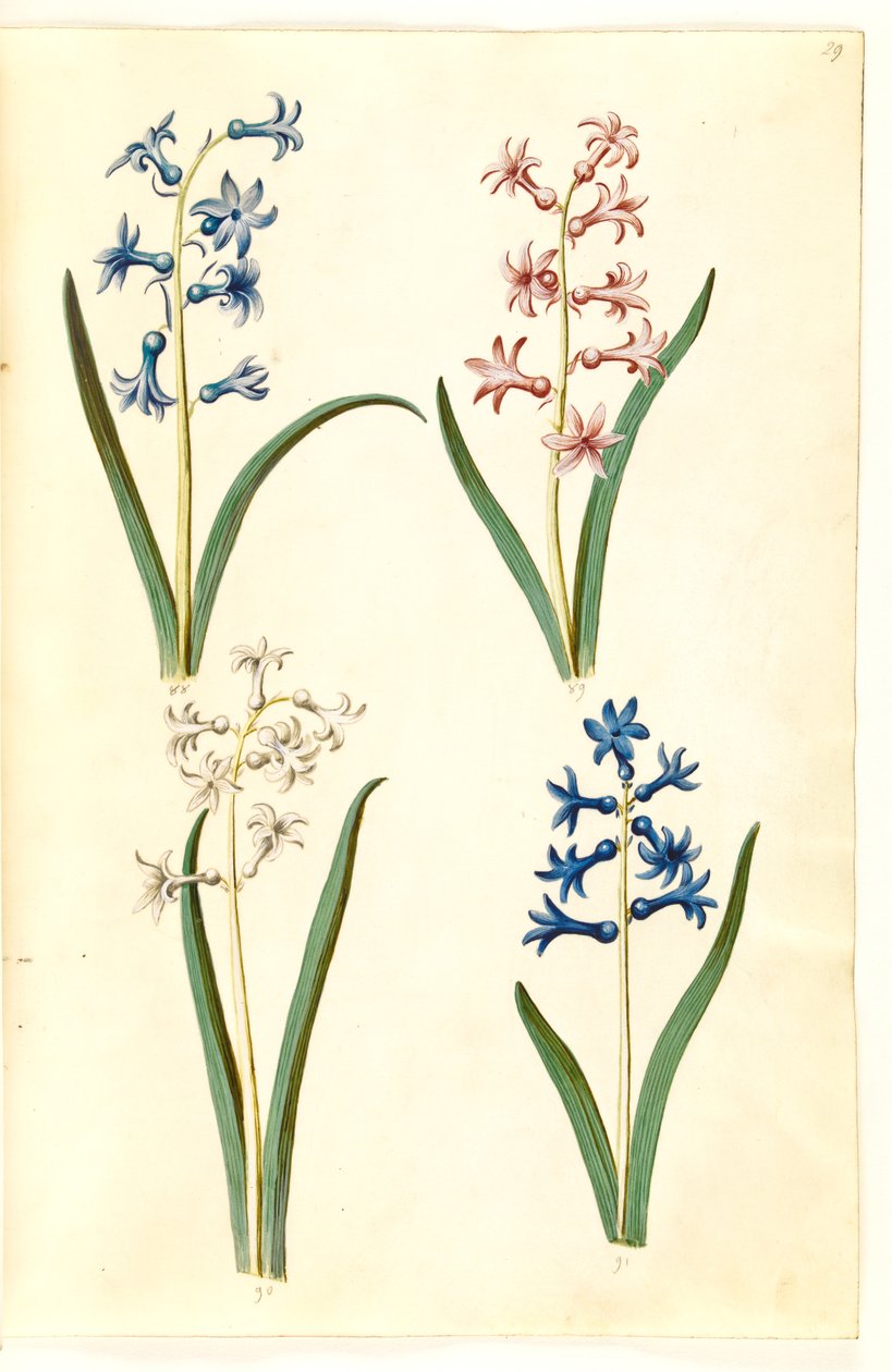 Hyacinthus orientalis (gewöhnliche Hyazinthe) von Hans Simon Holtzbecker