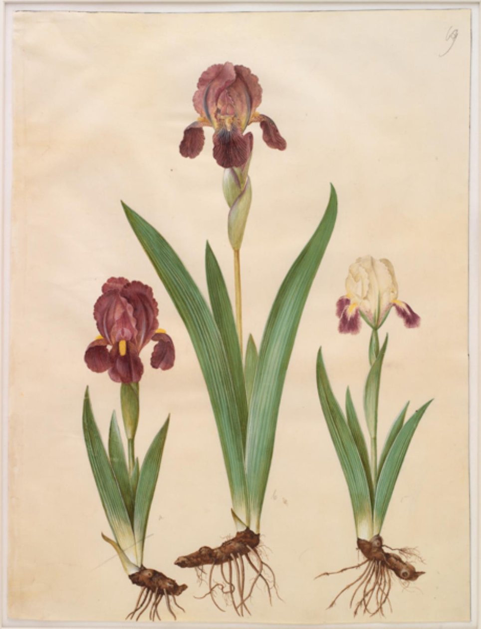 Iris ×lurida (Iris-Hybrid) von Hans Simon Holtzbecker