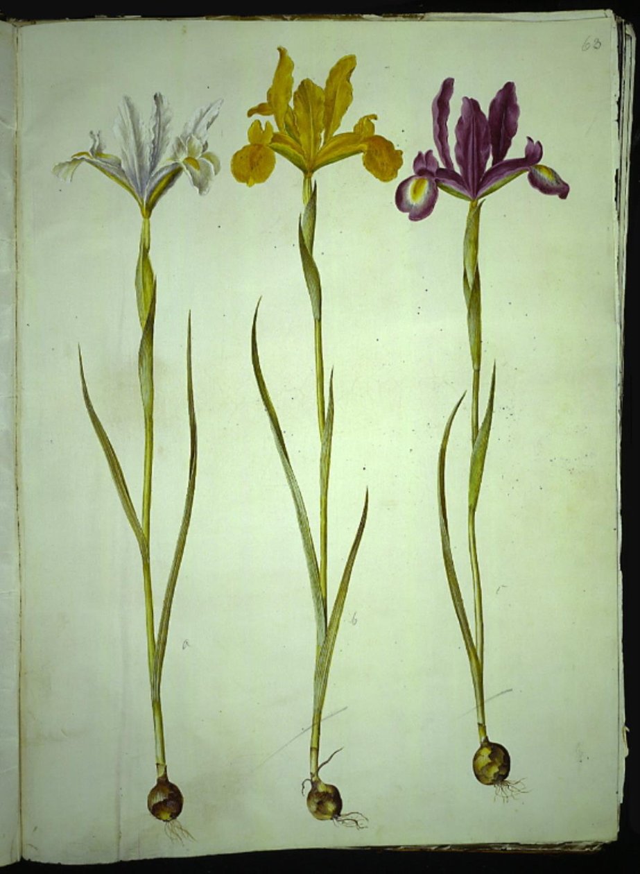 Iris xiphium (Spanische Iris) von Hans Simon Holtzbecker