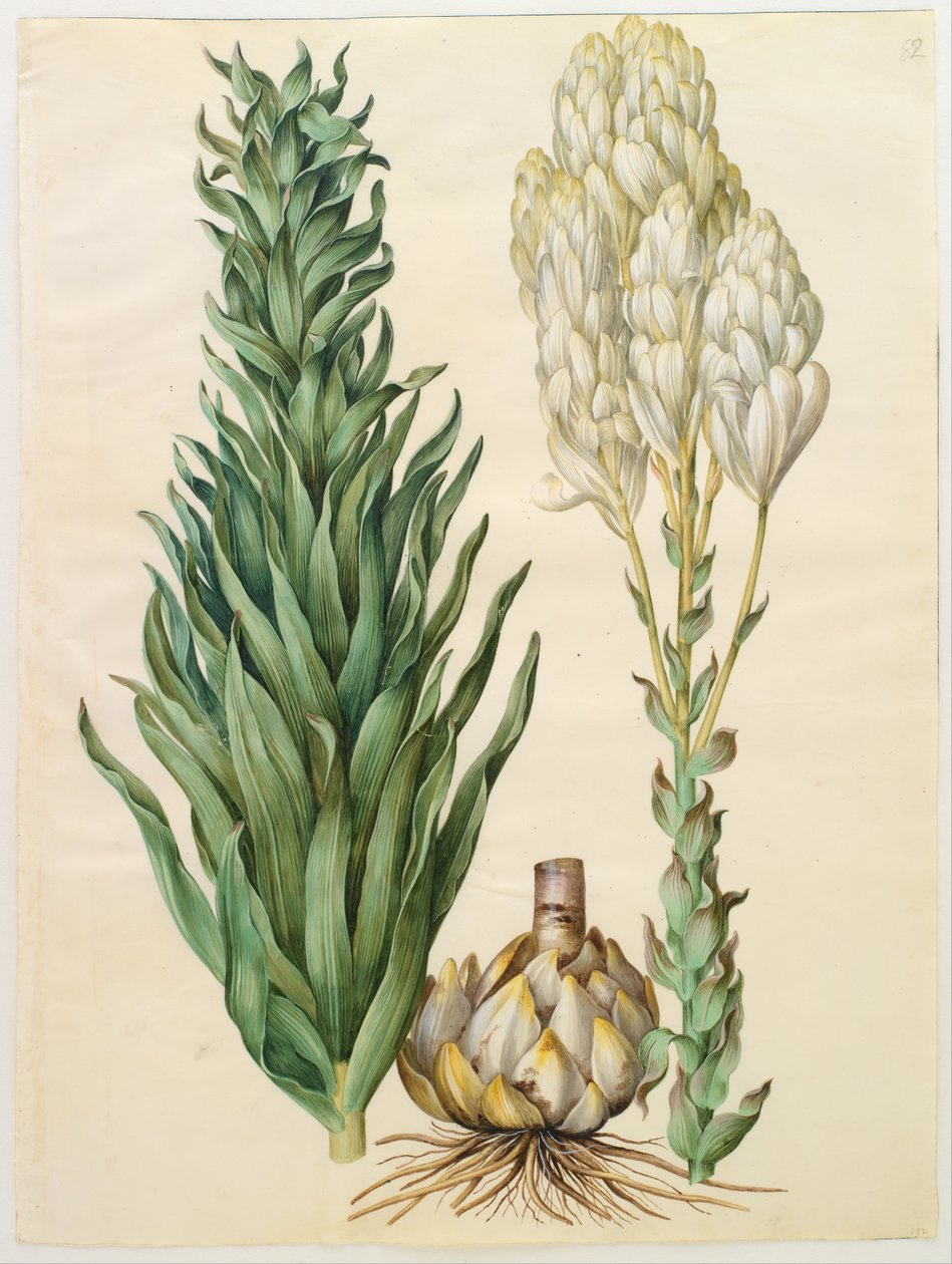 Lilium candidum monstrosum von Hans Simon Holtzbecker