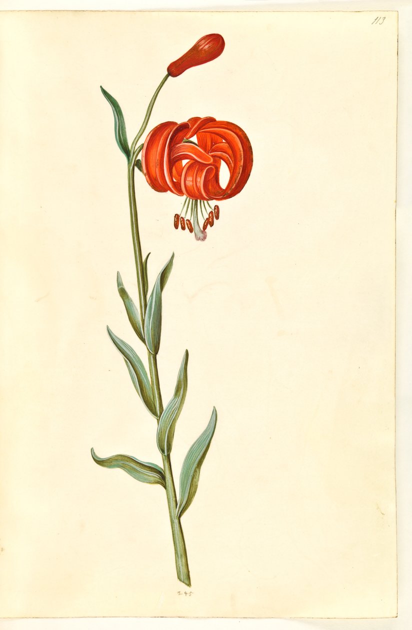 Lilium chalcedonicum (Rote Türkenbundlilie) von Hans Simon Holtzbecker