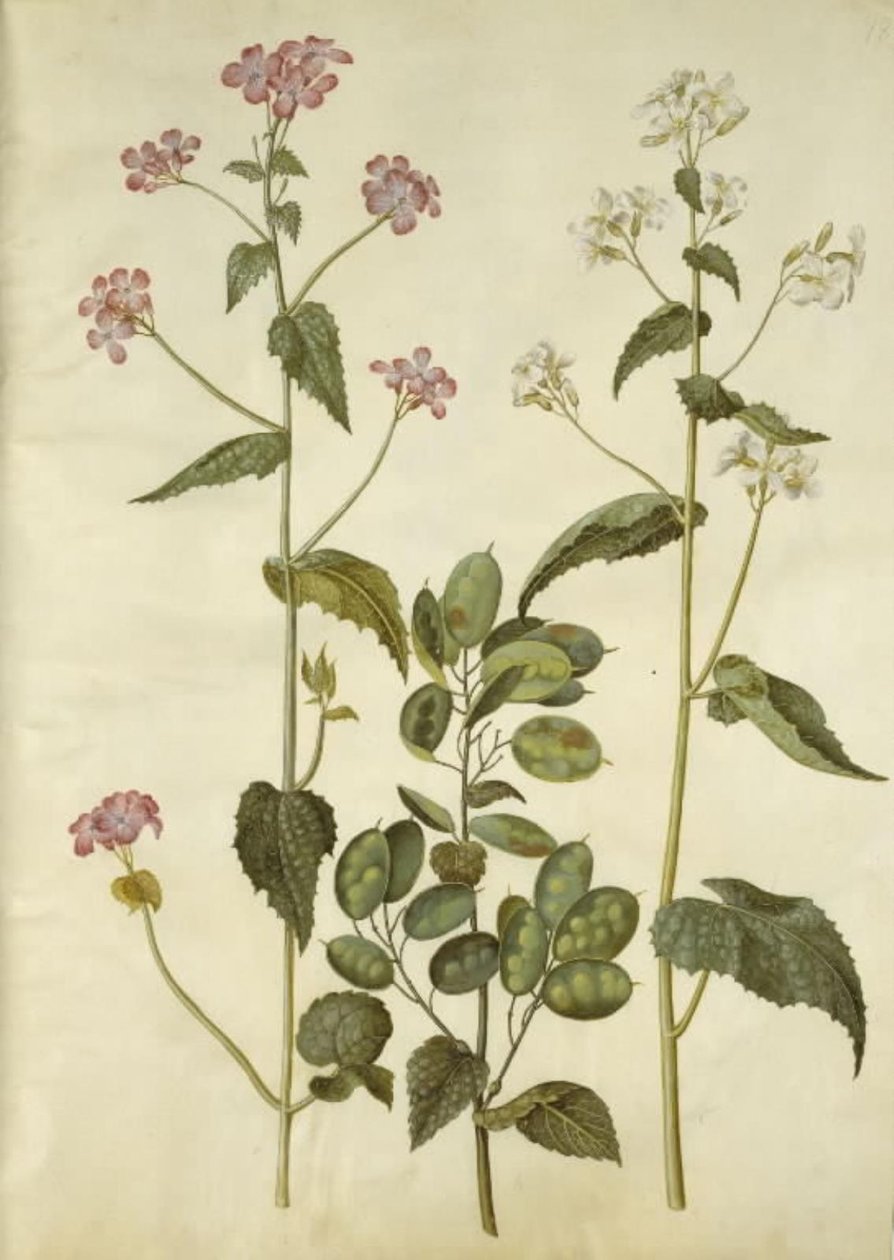 Lunaria annua (Judas-Silberling) von Hans Simon Holtzbecker